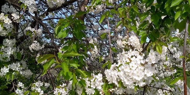 Kirschblüte